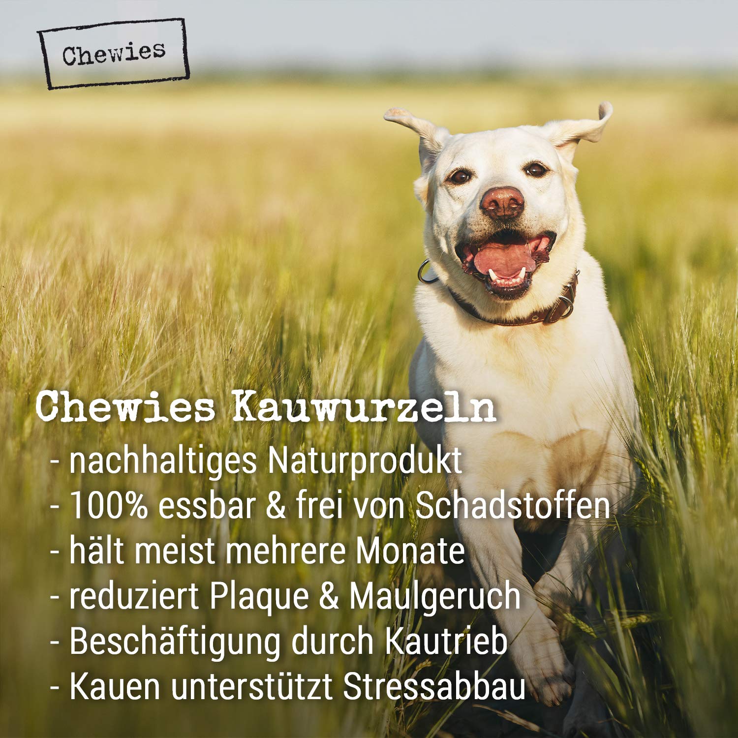 chewies-kauwurzel-aus-baumheide-100-nat-rliches-hundespielzeug-gr-e-s-f-r-hunde- image 3