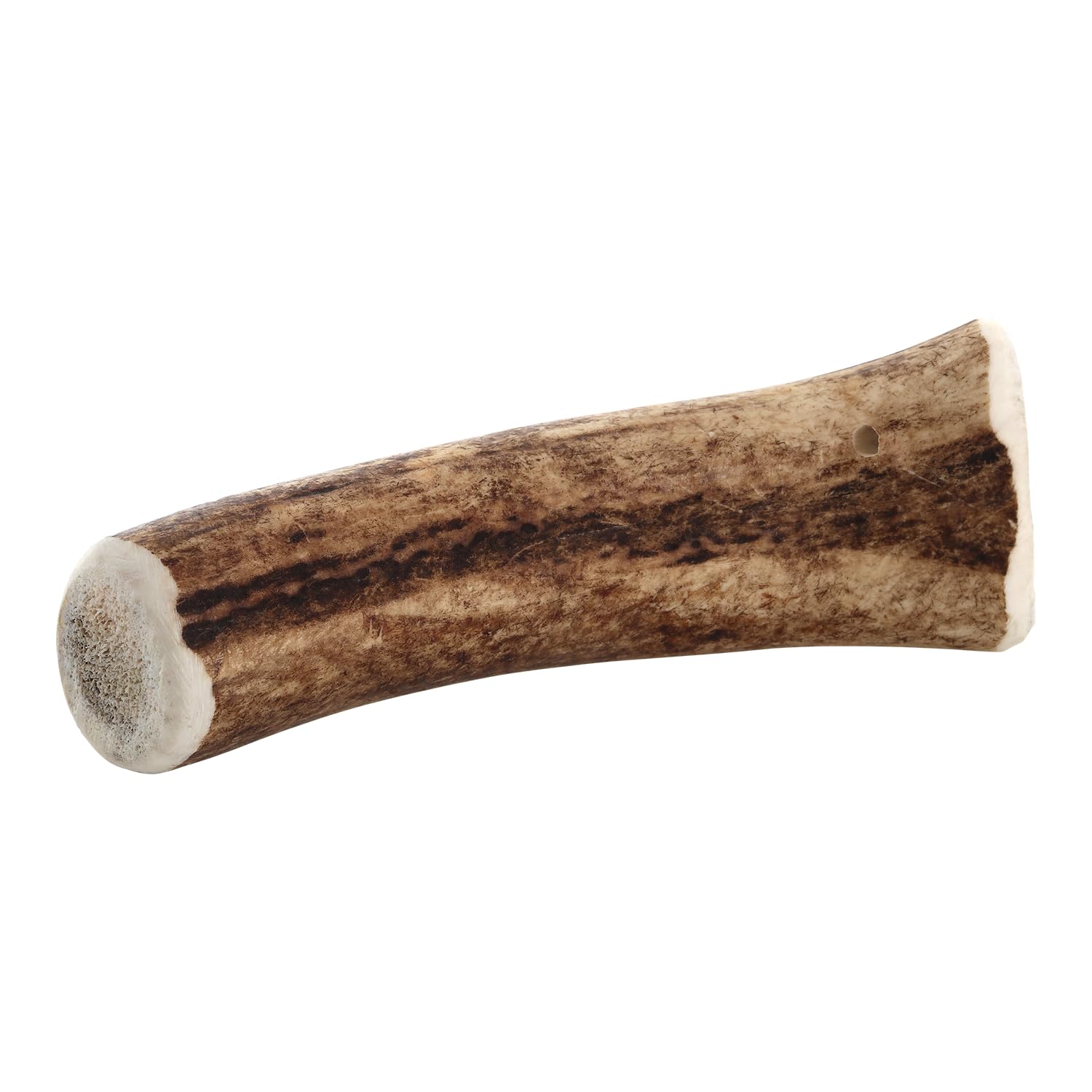 chewies-kaugeweih-gr-e-m-ganze-abwurfstange-vom-rothirsch-1-st-ck image 3