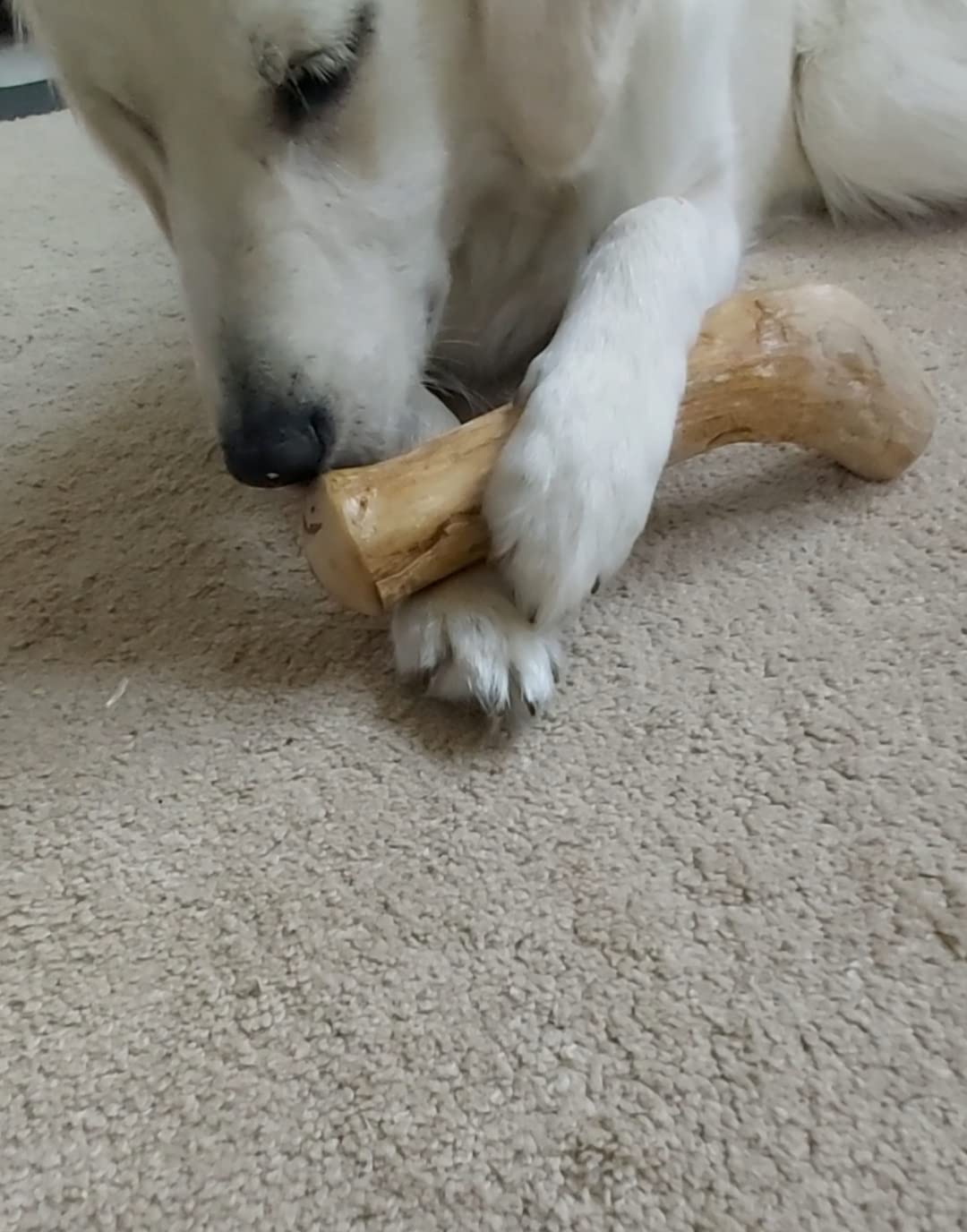 Nicht jeder Hund ist begeistert