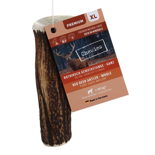 chewies-kaugeweih-xl-ganze-abwurfstange-vom-rothirsch-hirschgeweih-kausnack-ca-1 image 6