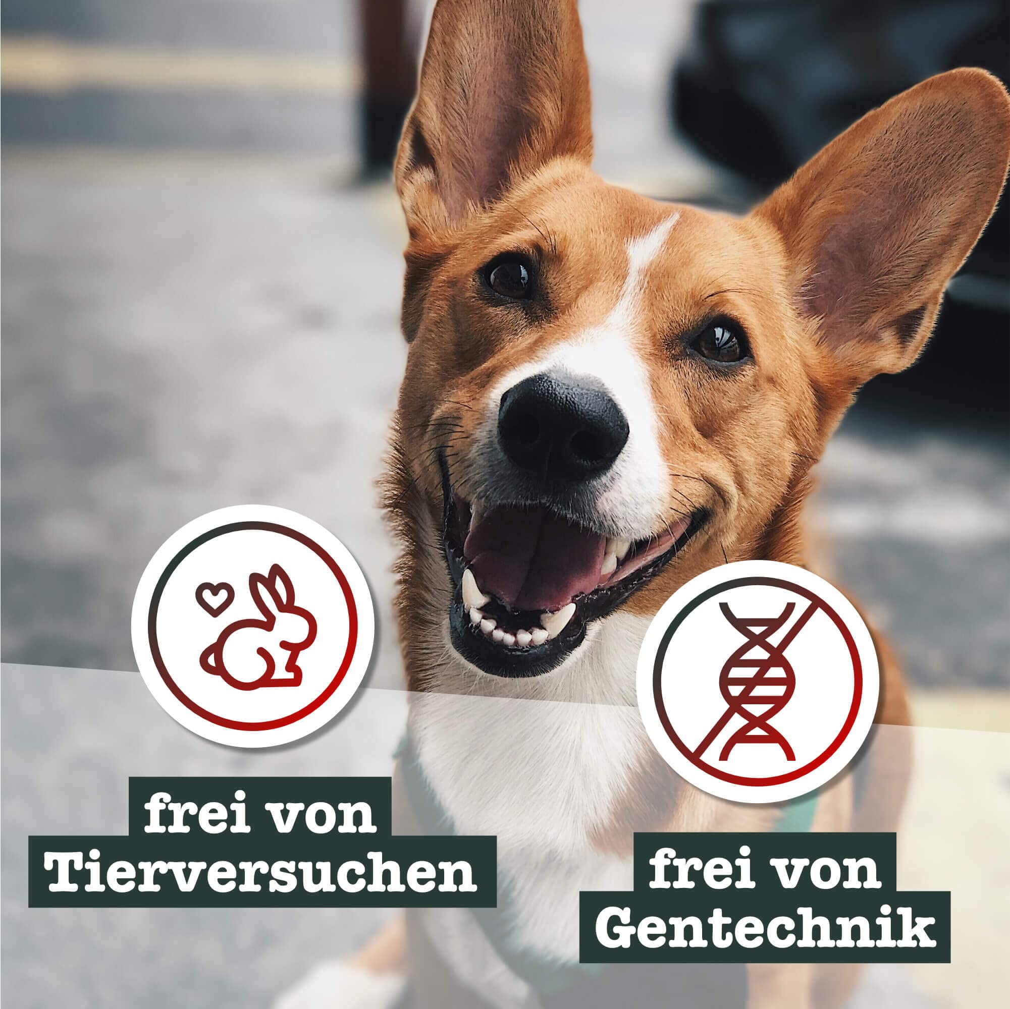 chewies-kaugeweih-xl-ganze-abwurfstange-vom-rothirsch-hirschgeweih-kausnack-ca-1 image 4