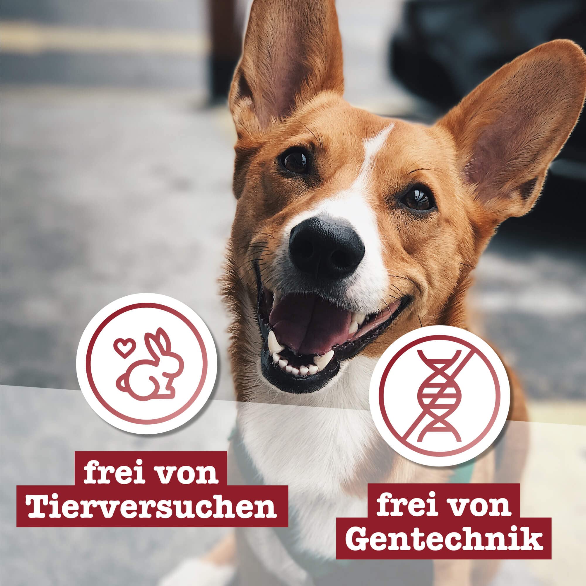 chewies-kaugeweih-gr-e-m-ganze-abwurfstange-vom-rothirsch-1-st-ck image 4