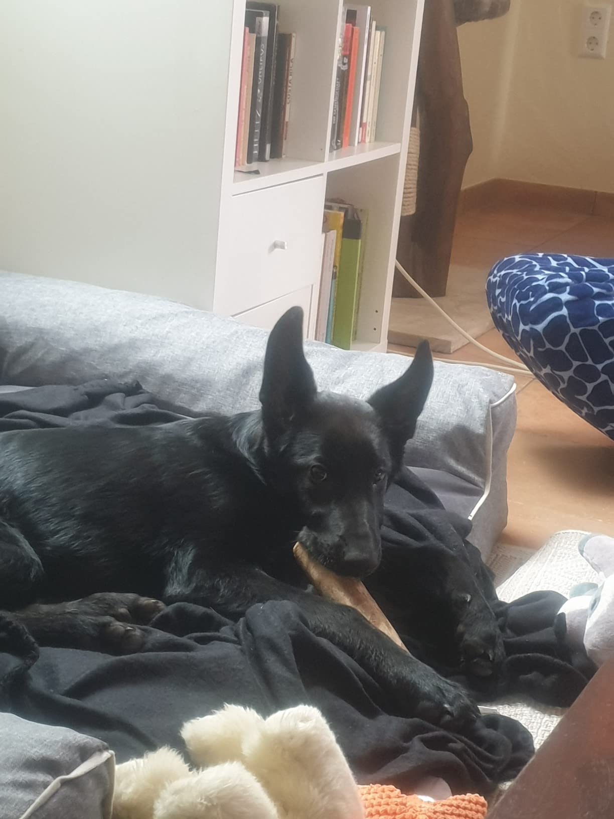 Kommt auf den Hund an