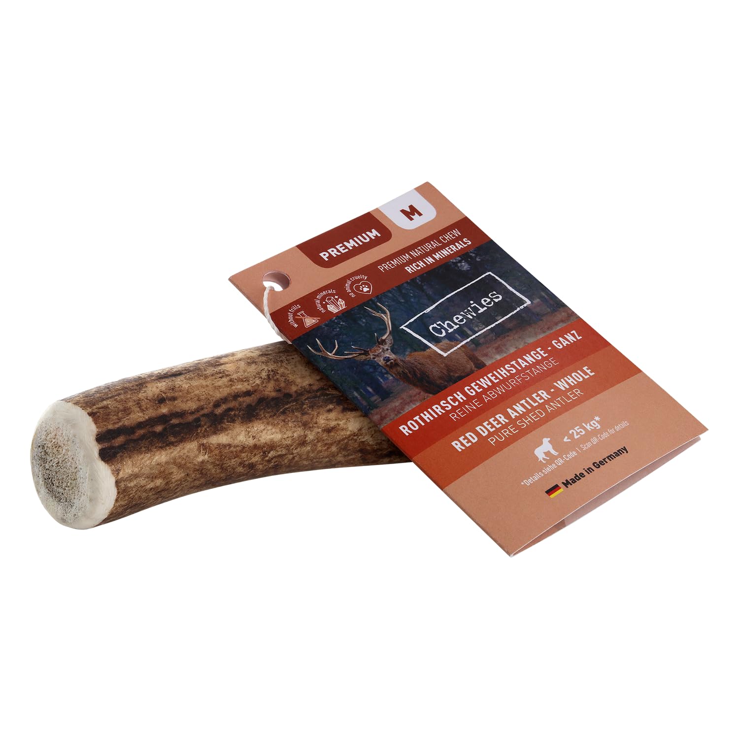 chewies-kaugeweih-gr-e-m-ganze-abwurfstange-vom-rothirsch-1-st-ck image 2
