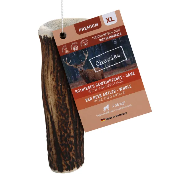 chewies-kaugeweih-xl-ganze-abwurfstange-vom-rothirsch-hirschgeweih-kausnack-ca-1 image 1