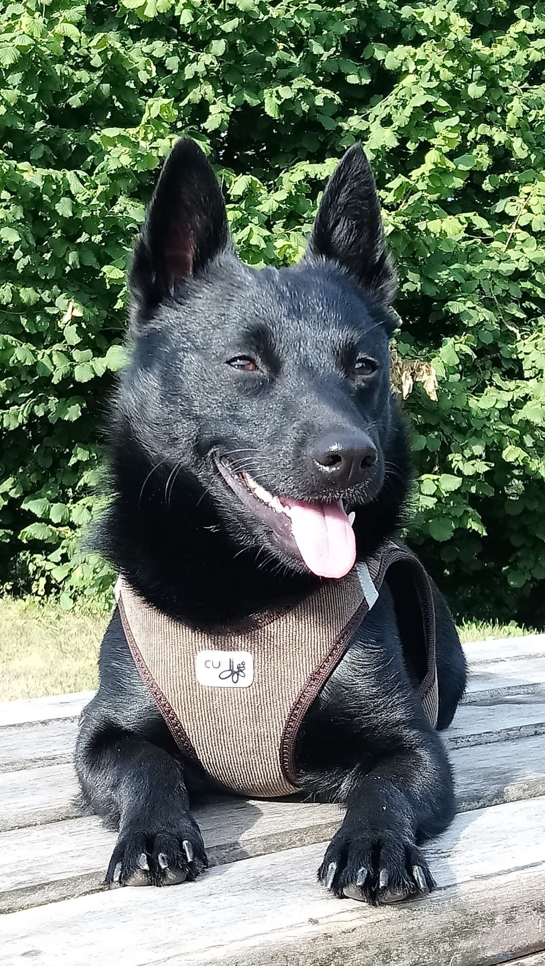 Mein Hund verweigert sie